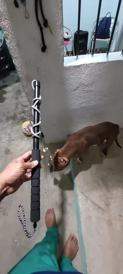Chaselure Flirt Pole for Dogs photographed by M***r, a verified buyer