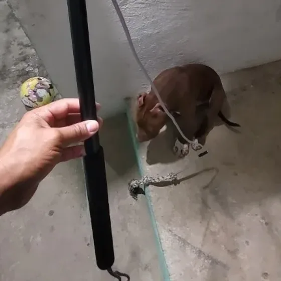 Chaselure Flirt Pole for Dogs photographed by Verified buyer, a verified buyer